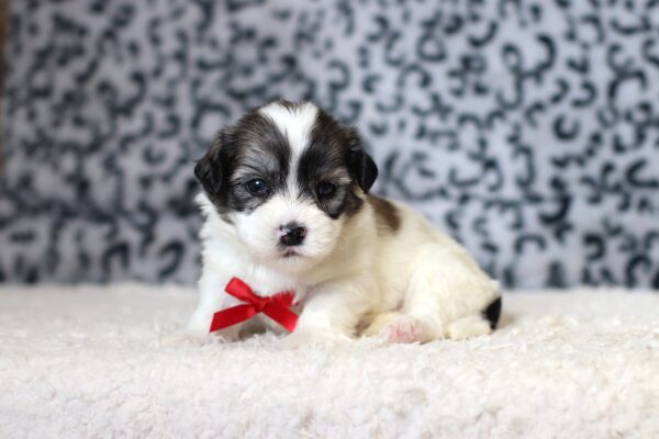 3455aaaBob-Teddy Bear Puppy-The Puppy Lodge.JPG