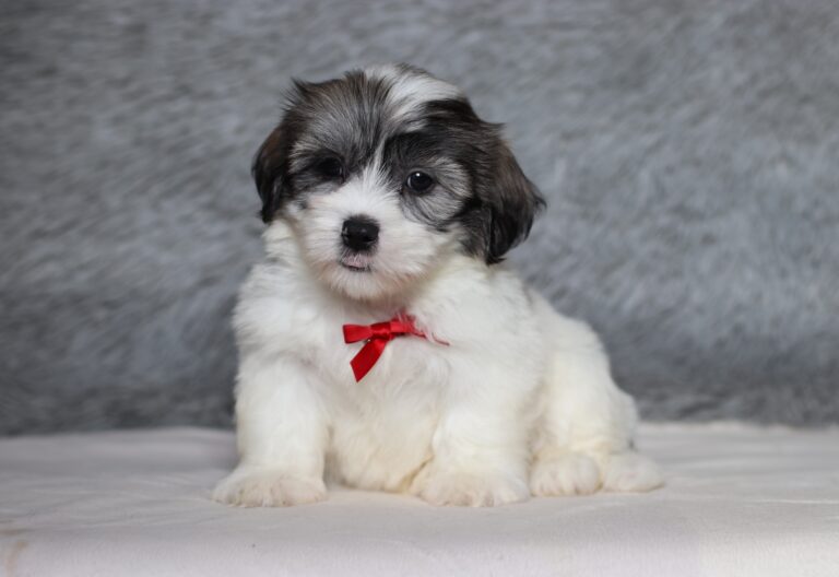 3455bbb-Bob-Teddy-Bear-Puppy-The-Puppy-Lodge-scaled.jpg