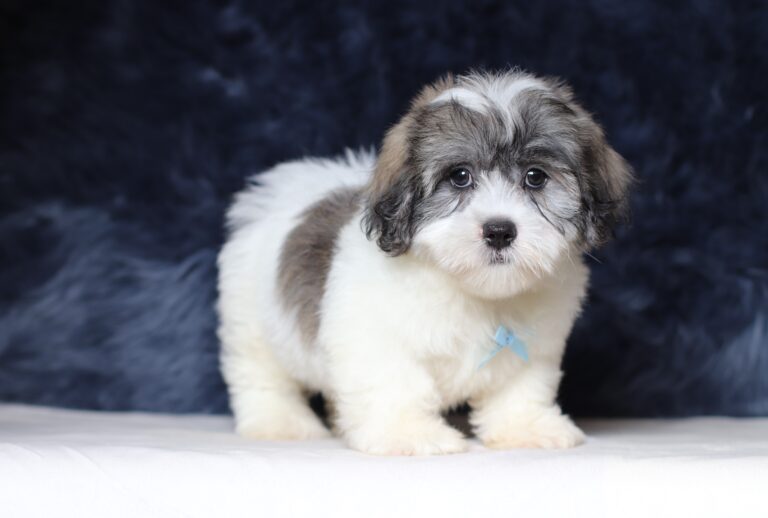 3455cBob-Teddy-Bear-Puppy-The-Puppy-Lodge-scaled.jpg