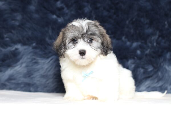 3455cccBob-Teddy-Bear-Puppy-The-Puppy-Lodge-scaled.jpg