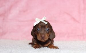 3457aa-Peaches-dachshund-puppy-The-Puppy-Lodge-scaled.jpg