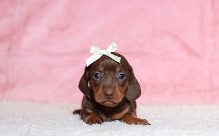 3457aa-Peaches-dachshund-puppy-The-Puppy-Lodge-scaled.jpg