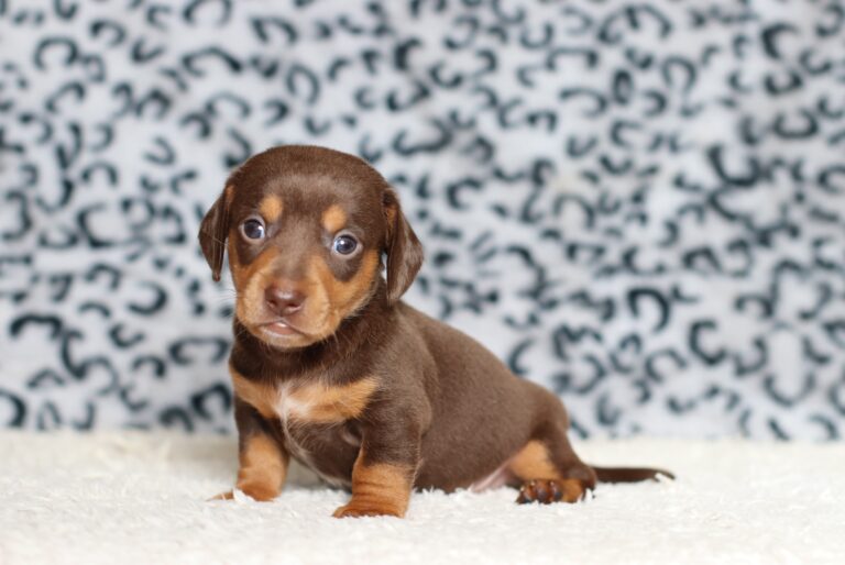 3458a-Petro-dachshund-puppy-The-Puppy-Lodge-scaled.jpg