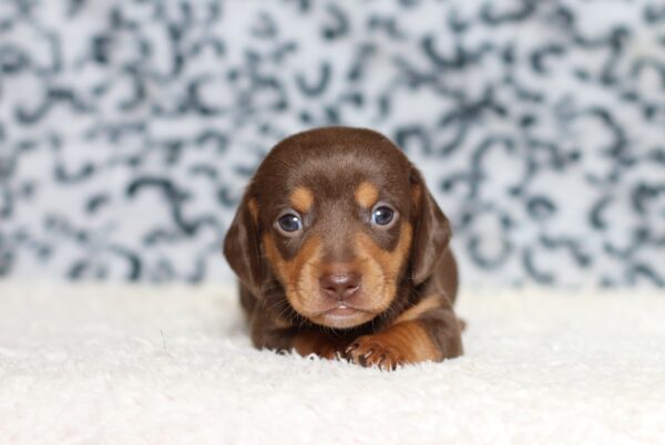 3458aa-Petro-dachshund-puppy-The-Puppy-Lodge-scaled.jpg