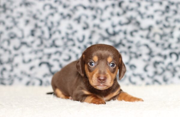3458aaa-Petro-dachshund-puppy-The-Puppy-Lodge-scaled.jpg