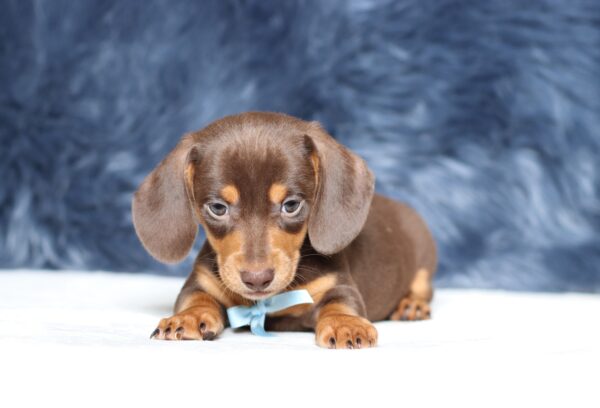 3458b Petro dachshund puppy -The Puppy Lodge.JPG