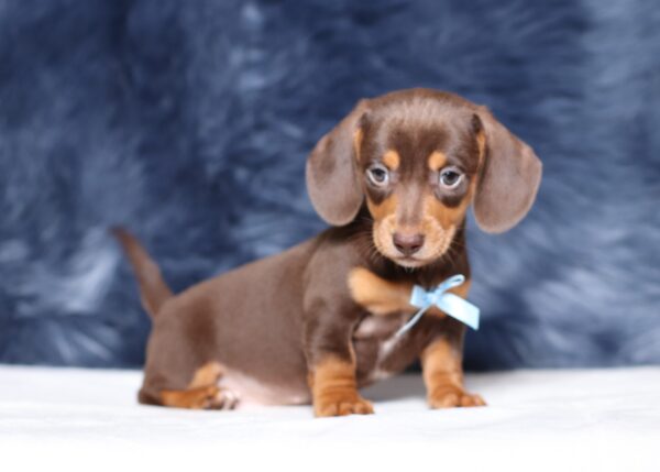 3458bb-Petro-dachshund-puppy-The-Puppy-Lodge-scaled.jpg