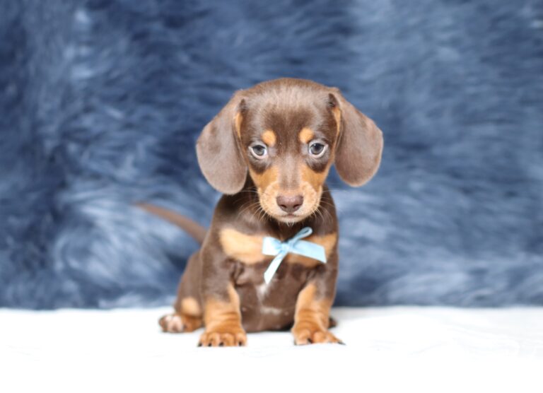 3458bbb-Petro-dachshund-puppy-The-Puppy-Lodge-scaled.jpg