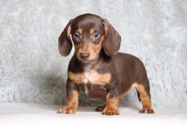 3458c Petro dachshund puppy -The Puppy Lodge.JPG