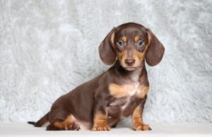 3458cc-Petro-dachshund-puppy-The-Puppy-Lodge-scaled.jpg