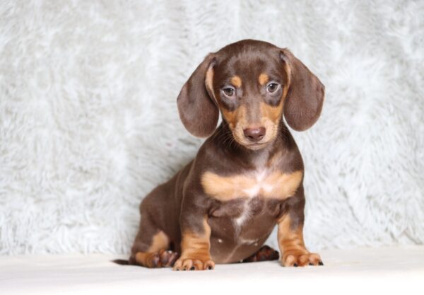 3458ccc-Petro-dachshund-puppy-The-Puppy-Lodge-scaled.jpg