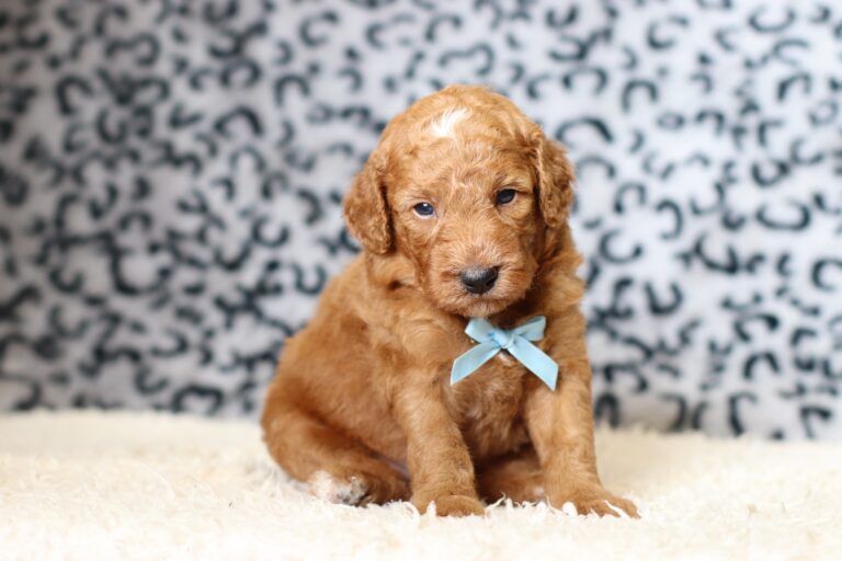 3607aaaLenny-Mini Poodle Pupppy-The Puppy Lodge.JPG