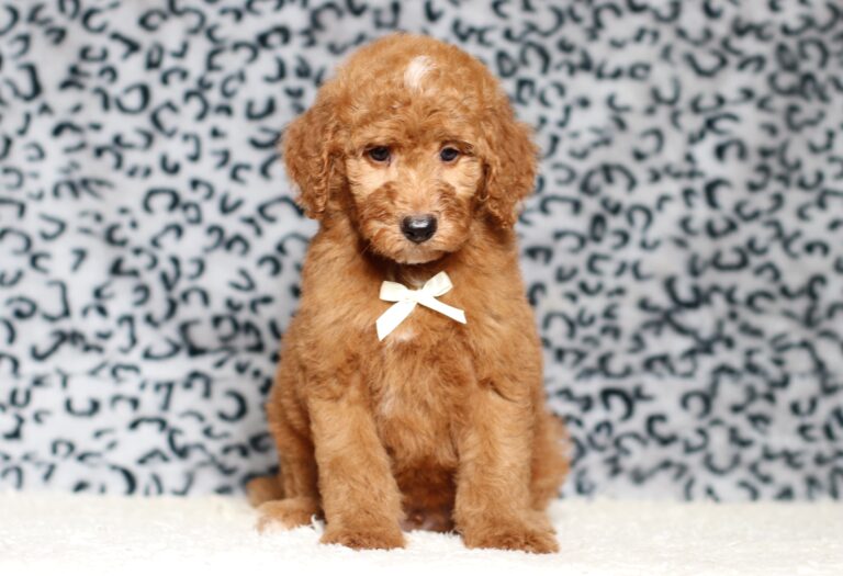 3607bbbLenny-Mini Poodle Pupppy-The Puppy Lodge.JPG