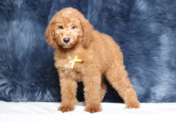 3607cLenny-Mini-Poodle-Pupppy-The-Puppy-Lodge-scaled.jpg