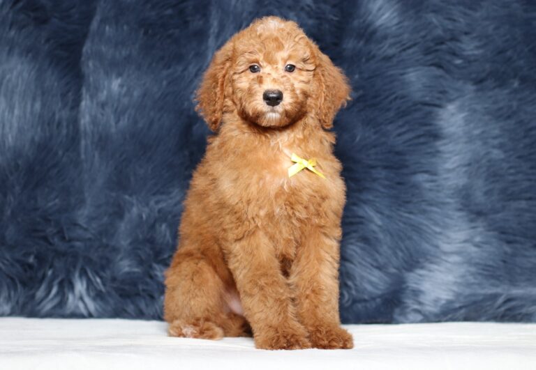 3607ccLenny-Mini-Poodle-Pupppy-The-Puppy-Lodge-scaled.jpg