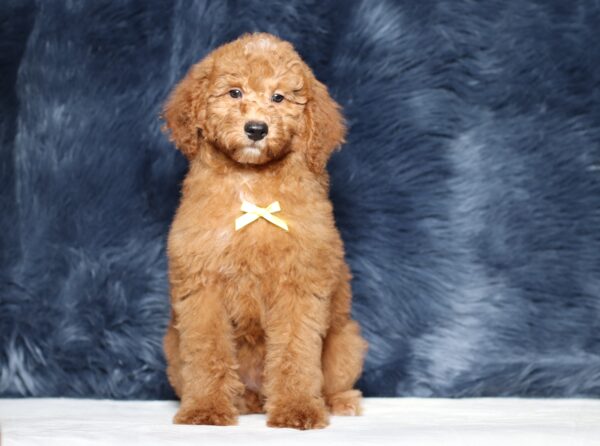 3607cccLenny-Mini Poodle Pupppy-The Puppy Lodge.JPG