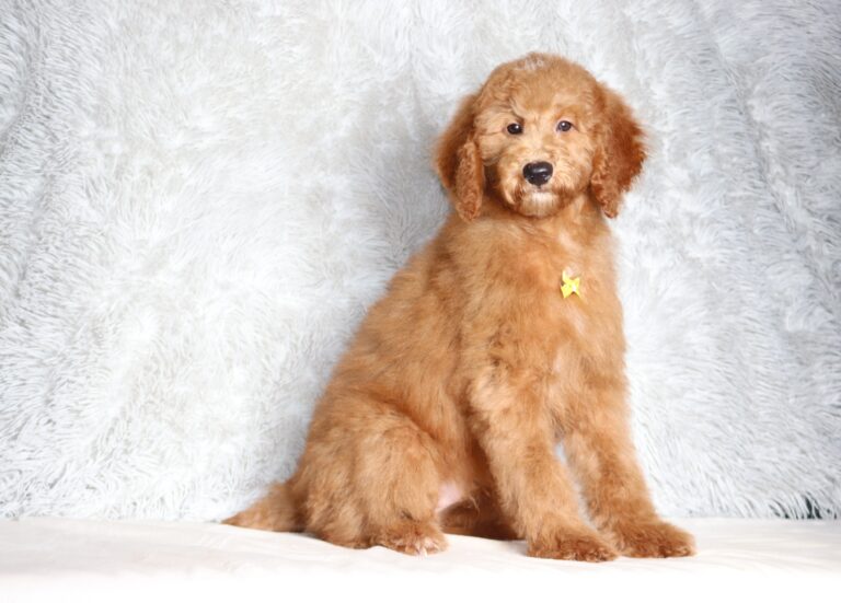 3607d-Lenny-Mini-Poodle-Pupppy-The-Puppy-Lodge-scaled.jpg
