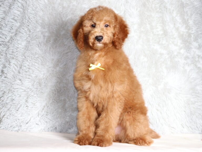 3607dd-Lenny-Mini-Poodle-Pupppy-The-Puppy-Lodge-scaled.jpg