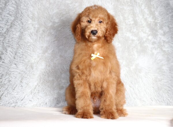 3607ddd Lenny-Mini Poodle Pupppy-The Puppy Lodge.JPG