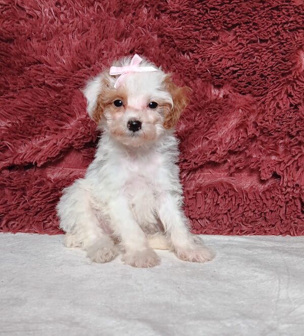 3608b-Eva-Mini-Poodle-Puppy-The-Puppy-Lodge.jpg