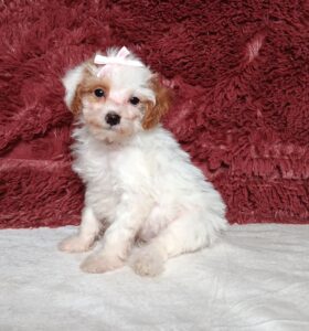 3608bb-Eva-Mini-Poodle-Puppy-The-Puppy-Lodge.jpg