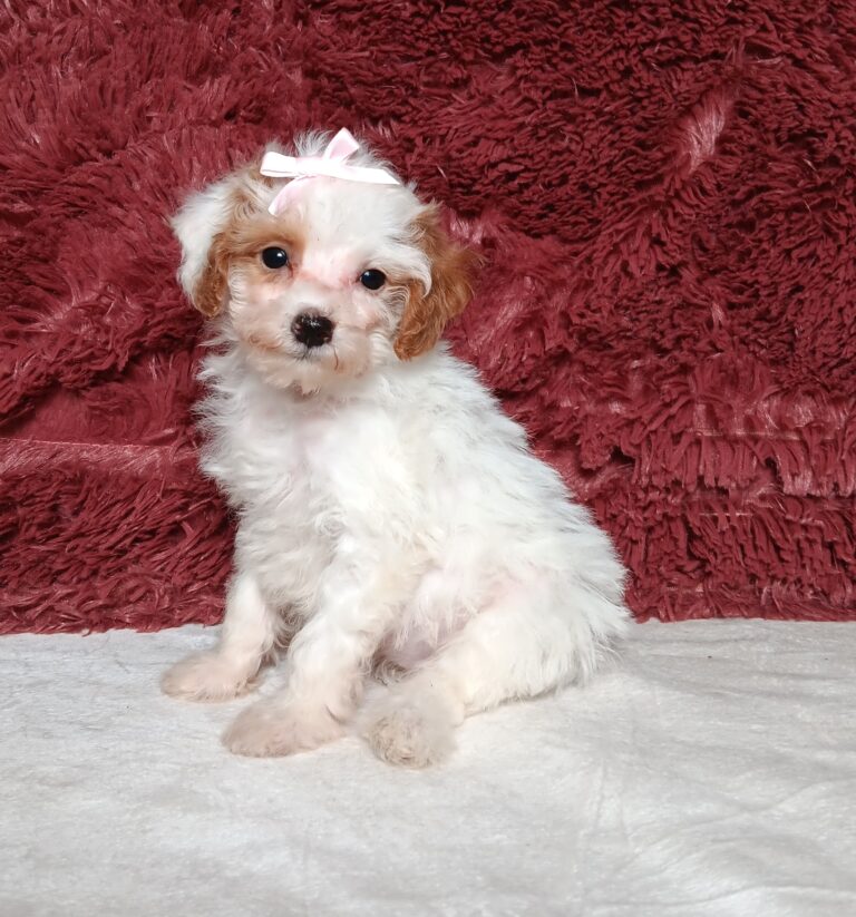 3608bb-Eva-Mini-Poodle-Puppy-The-Puppy-Lodge.jpg