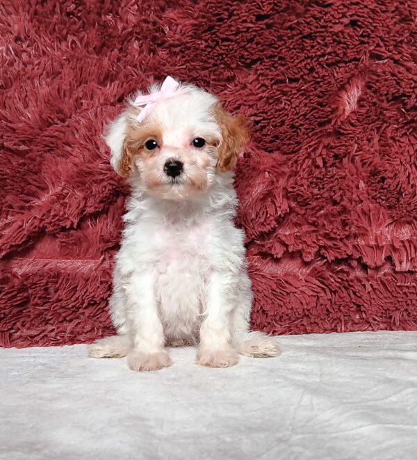 3608bbb-Eva-Mini-Poodle-Puppy-The-Puppy-Lodge