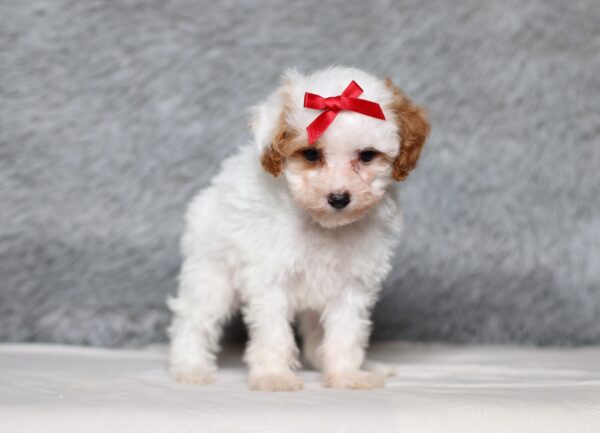 3608cEva-Mini-Poodle-Puppy-The-Puppy-Lodge-scaled.jpg