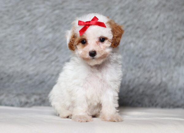 3608ccEva-Mini-Poodle-Puppy-The-Puppy-Lodge-scaled.jpg