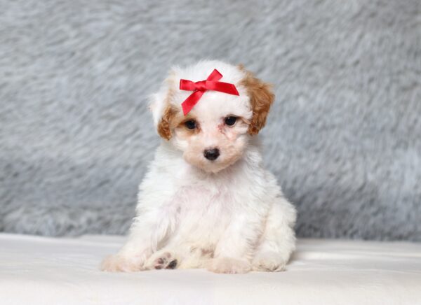 3608cccEva-Mini-Poodle-Puppy-The-Puppy-Lodge-scaled.jpg