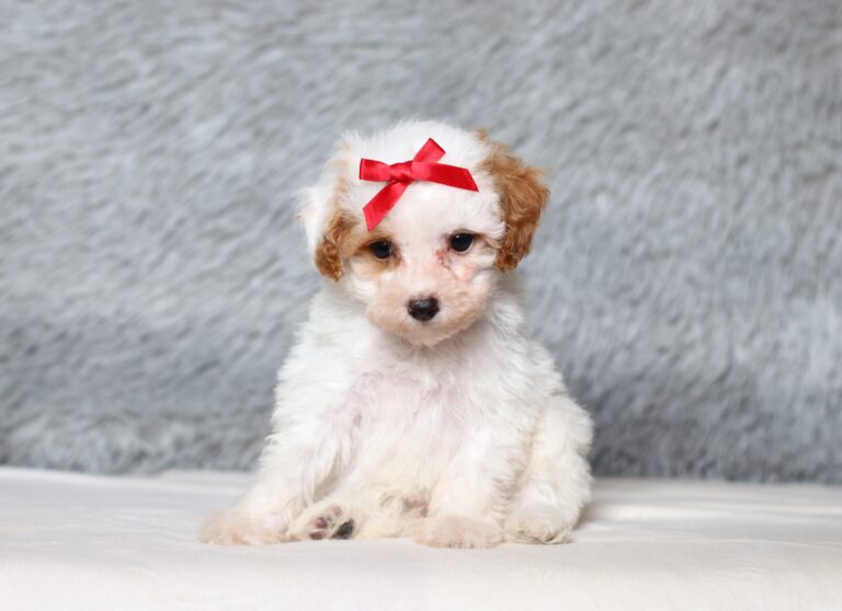 3608cccEva-Mini-Poodle-Puppy-The-Puppy-Lodge-scaled.jpg