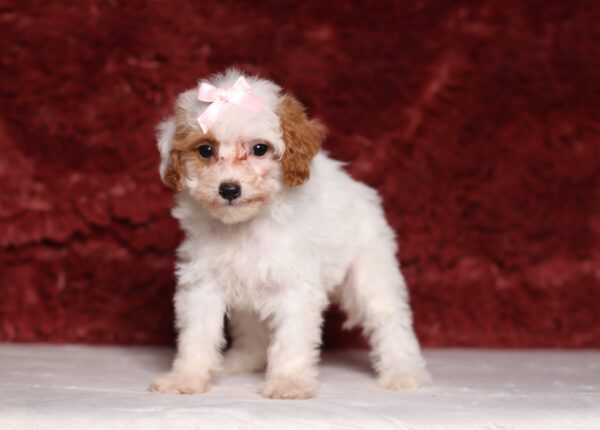 3608dEva-Mini-Poodle-Puppy-The-Puppy-Lodge-scaled.jpg