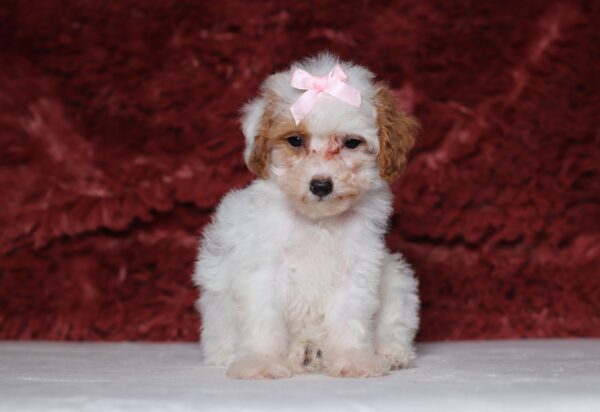 3608ddEva-Mini-Poodle-Puppy-The-Puppy-Lodge-scaled.jpg