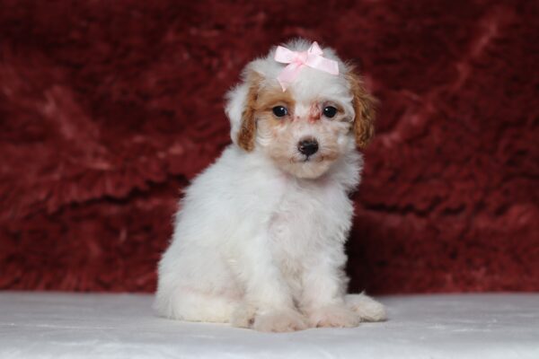 3608dddEva-Mini-Poodle-Puppy-The-Puppy-Lodge-scaled.jpg