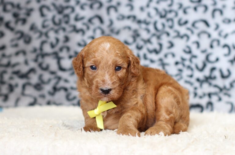 3609aLiam-Mini-Poodle-Puppy-The-Puppy-Lodge-scaled.jpg