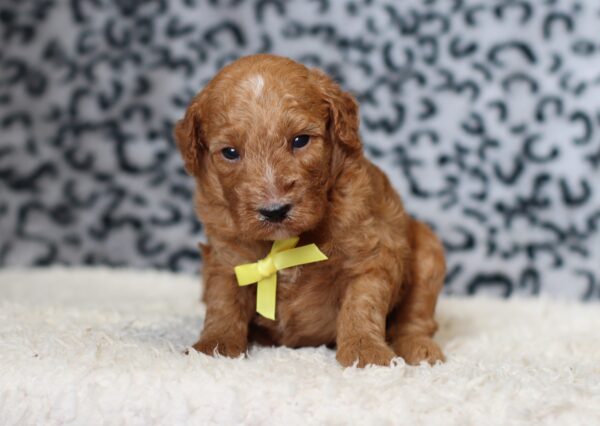 3609aaLiam-Mini-Poodle-Puppy-The-Puppy-Lodge-scaled.jpg