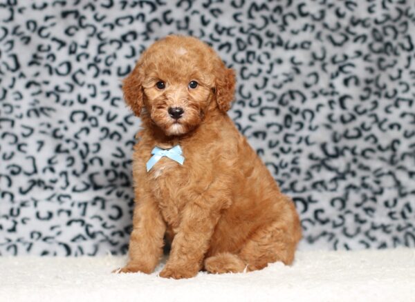 3609b-Liam-Mini-Poodle-Puppy-The-Puppy-Lodge-scaled.jpg