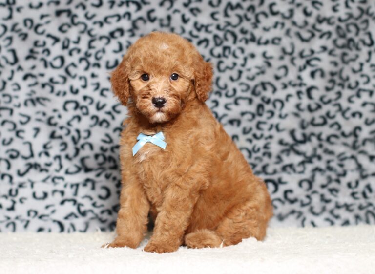 3609b-Liam-Mini-Poodle-Puppy-The-Puppy-Lodge-scaled.jpg