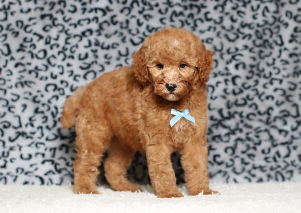 3609bb-Liam-Mini-Poodle-Puppy-The-Puppy-Lodge-scaled.jpg