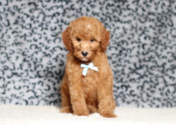 3609bbb-Liam-Mini-Poodle-Puppy-The-Puppy-Lodge-scaled.jpg