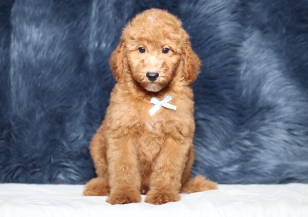 3609c-Liam-Mini-Poodle-Puppy-The-Puppy-Lodge-scaled.jpg