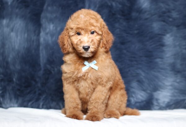 3609cc-Liam-Mini-Poodle-Puppy-The-Puppy-Lodge-scaled.jpg