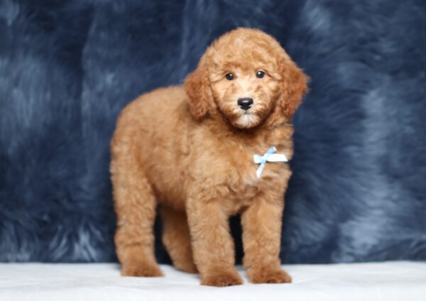 3609ccc-Liam-Mini-Poodle-Puppy-The-Puppy-Lodge-scaled.jpg