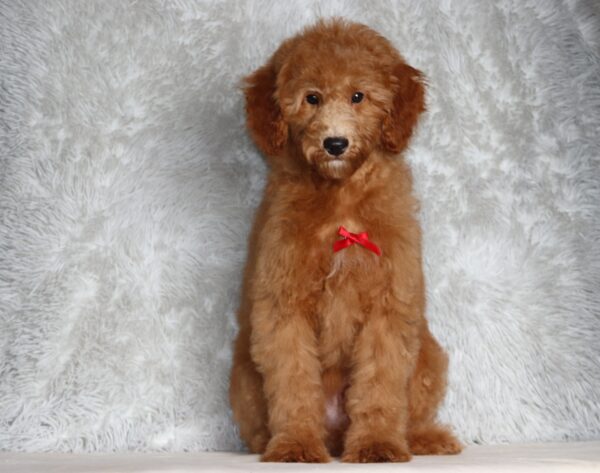 3609dd-Liam-Mini-Poodle-Puppy-The-Puppy-Lodge-scaled.jpg