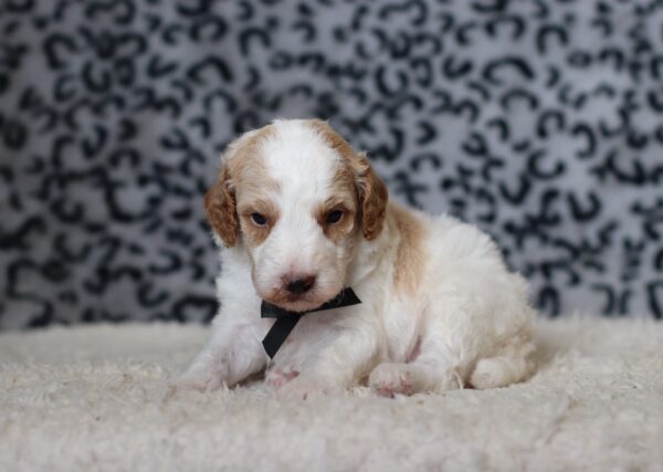 3613aLeo-Mini-Poodle-Puppy-The-Puppy-Lodge-scaled.jpg