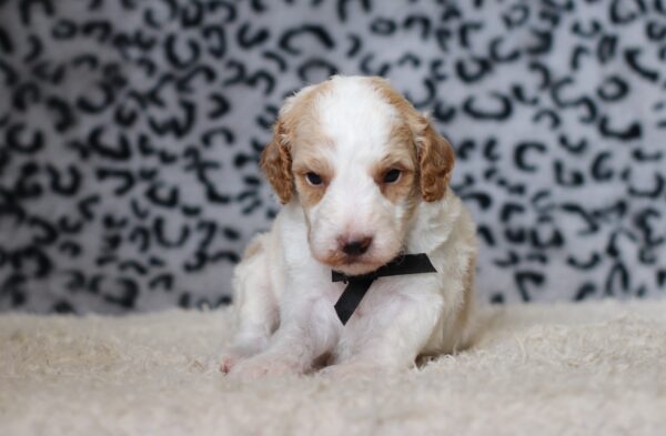 3613aaLeo-Mini-Poodle-Puppy-The-Puppy-Lodge-scaled.jpg