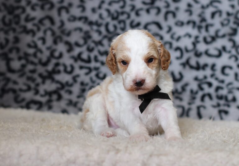 3613aaaLeo-Mini-Poodle-Puppy-The-Puppy-Lodge-scaled.jpg