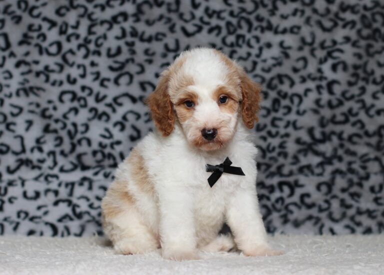 3613bbb-Leo-Mini-Poodle-Puppy-The-Puppy-Lodge-scaled.jpg