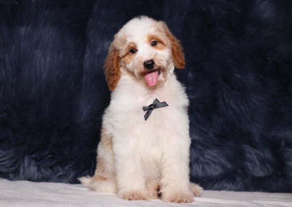 3613c-Leo-Mini-Poodle-Puppy-The-Puppy-Lodge-scaled.jpg