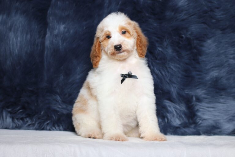 3613cc-Leo-Mini-Poodle-Puppy-The-Puppy-Lodge-scaled.jpg